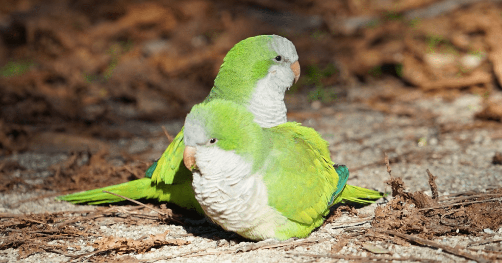 love bird picture, an amazing bird pet for beginners 