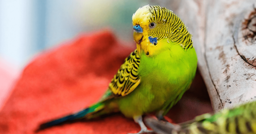 Budgerigar (Budgie or Parakeet)
Bird Pet for Beginners