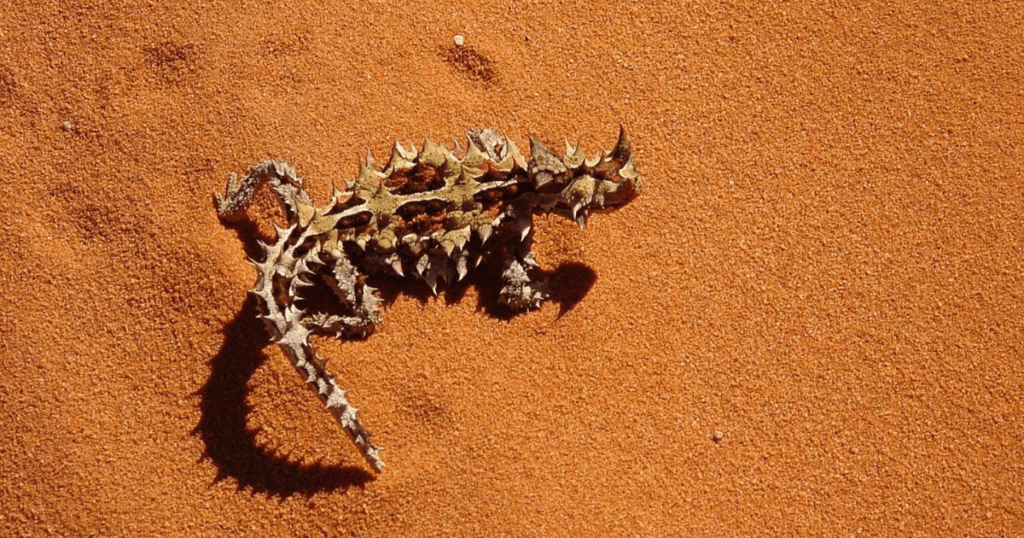Thorny devil image, animals the desert. https://pixabay.com/images/search/thorny%20devil/