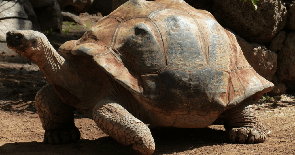 Sulcata tortoise 
https://pixabay.com/images/search/sulcata/