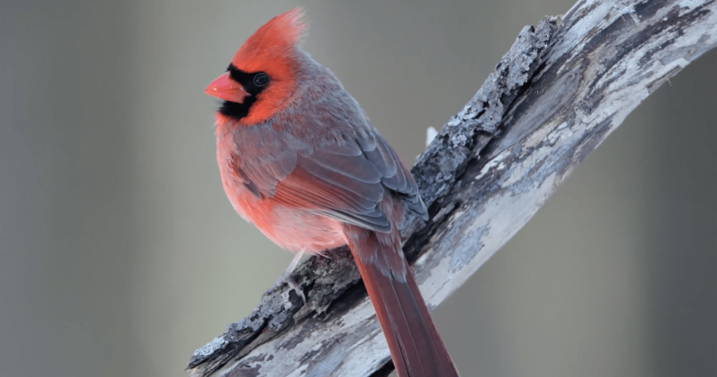 NORTHERN CARDINAL: birds with readheads 