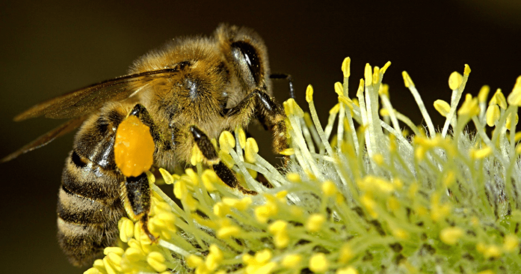Honey Bee: Arthropoda animals 