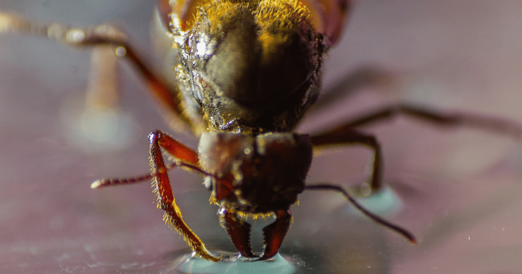 Leafcutter Ants: Arthropoda Animals