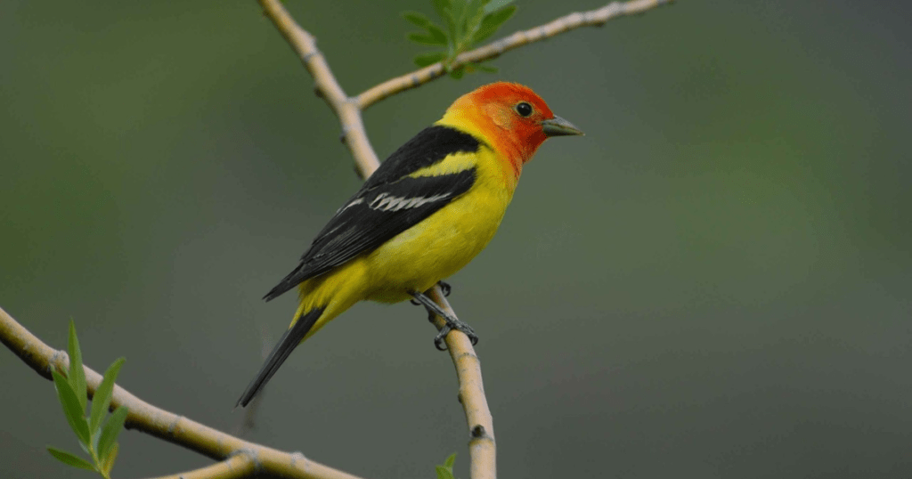 WESTERN TANAGER: birds with redheads 