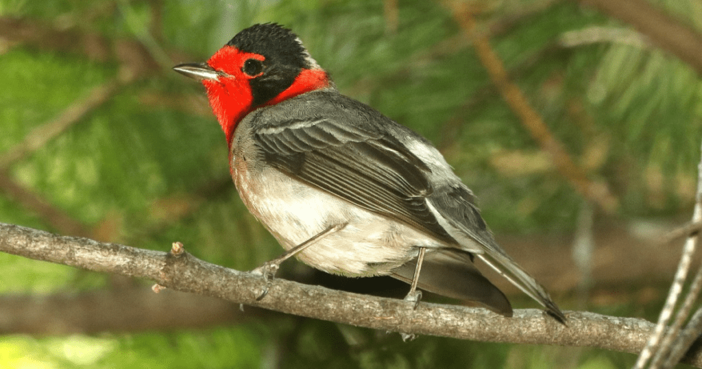 RED FACED WARBLER: birds with redheads 