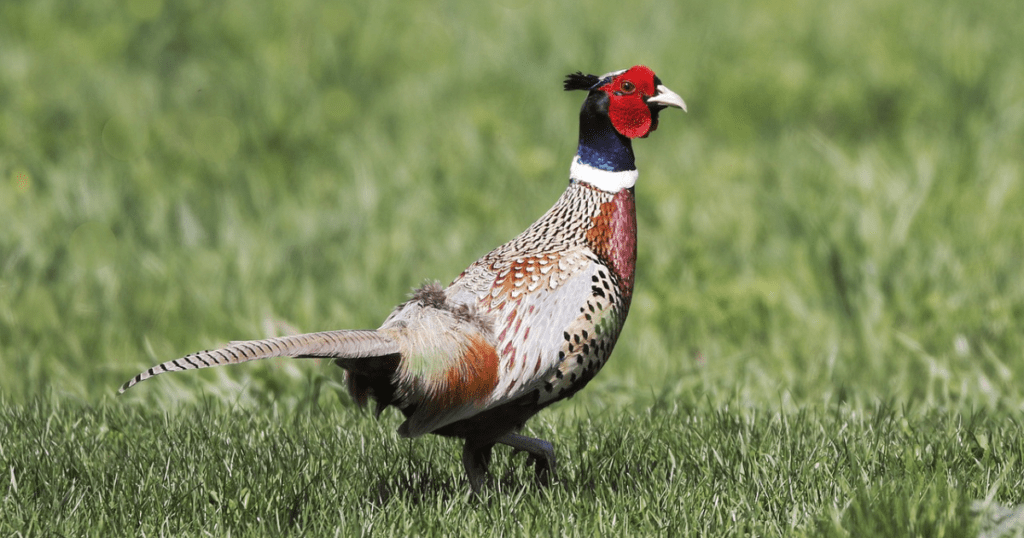 RING-NECKED PHEASANT: birds with redheads 
