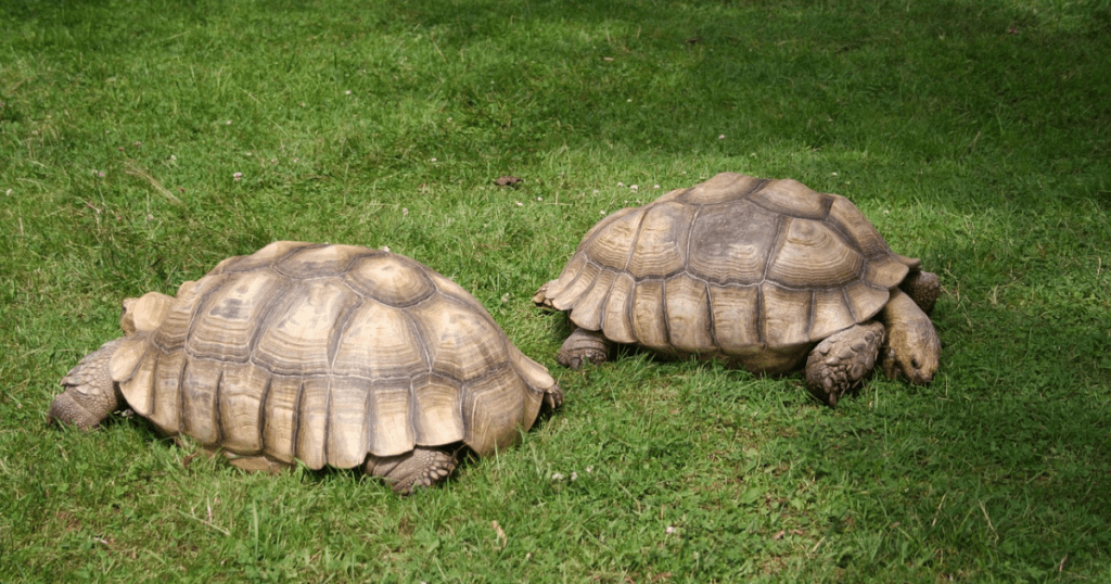 image of two sulcata tortoise 