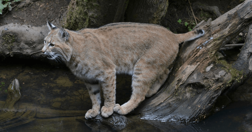 Bobcat Tail