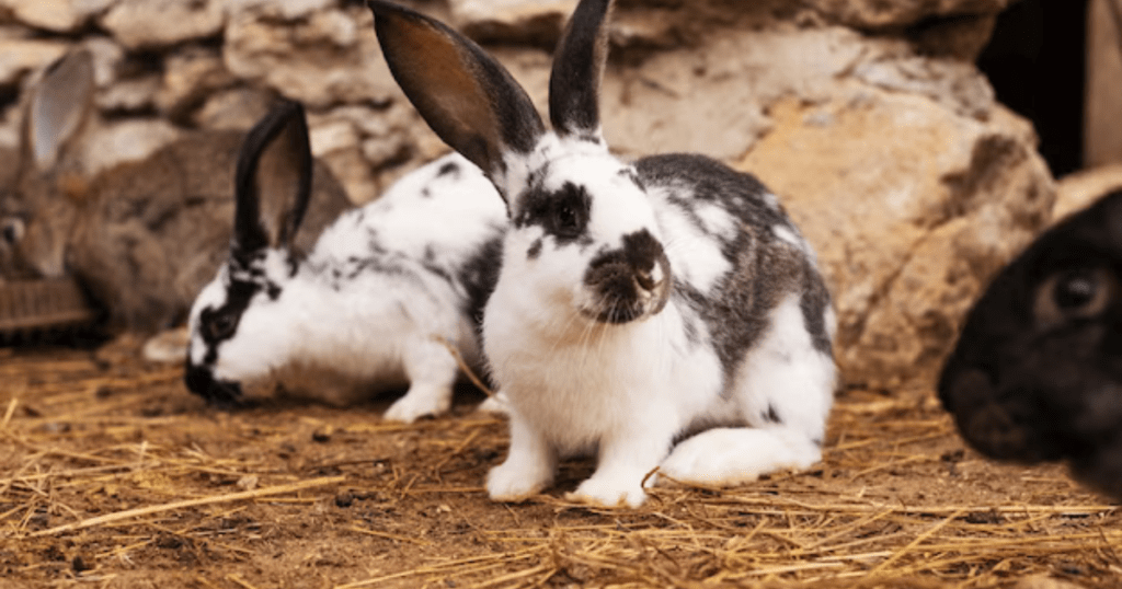 Large Bunny Breed