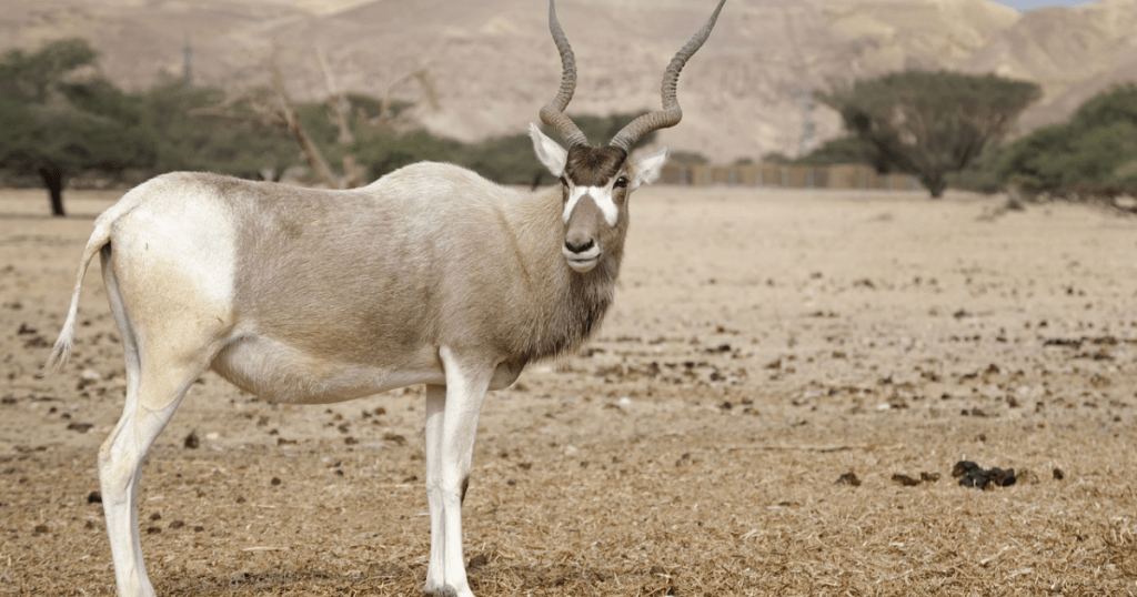 picture of Addax Antelope
https://pixabay.com/images/search/addax%20antelope/