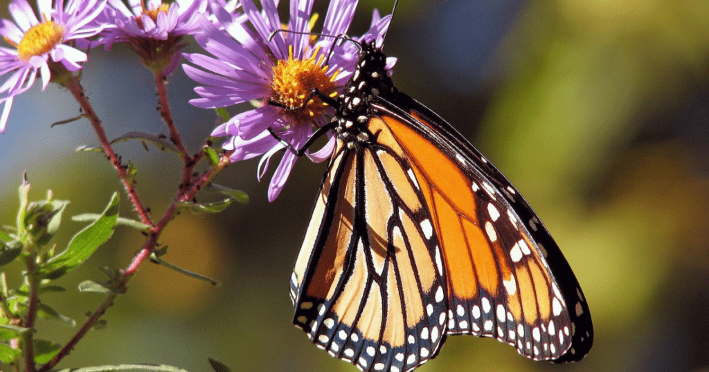 Monarch Butterfly: Arthropoda Animals 