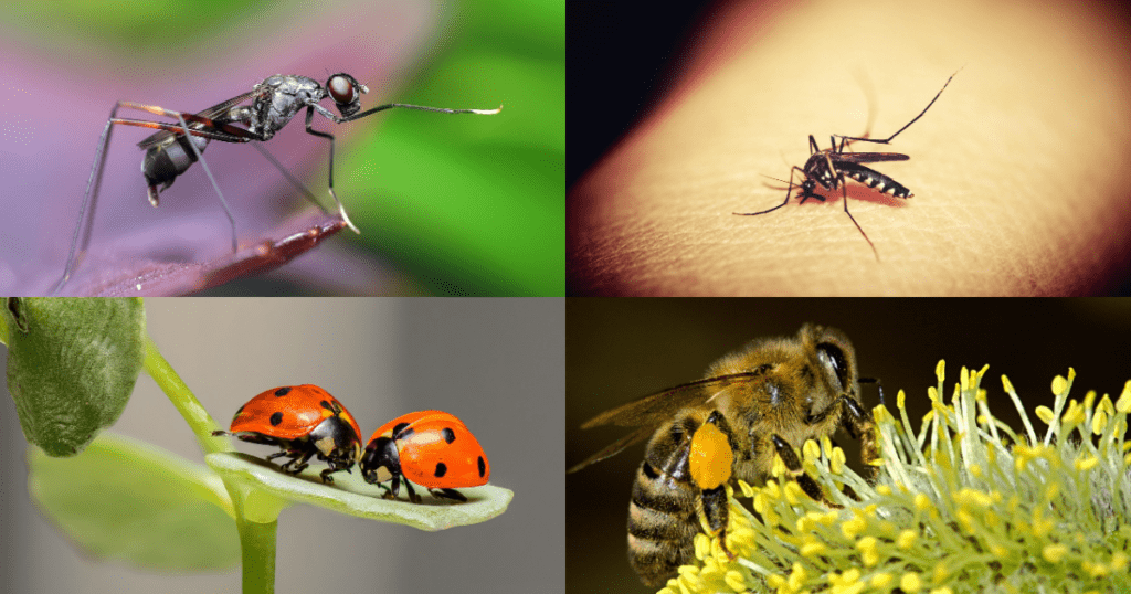 Arthropoda Animals Overview