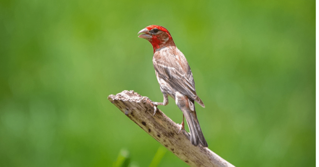 CASSIN’S FINCH: birds with red heads 