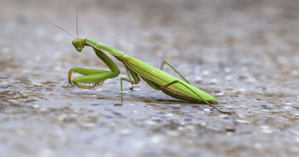 Praying Mantis: Arthropoda Animals 