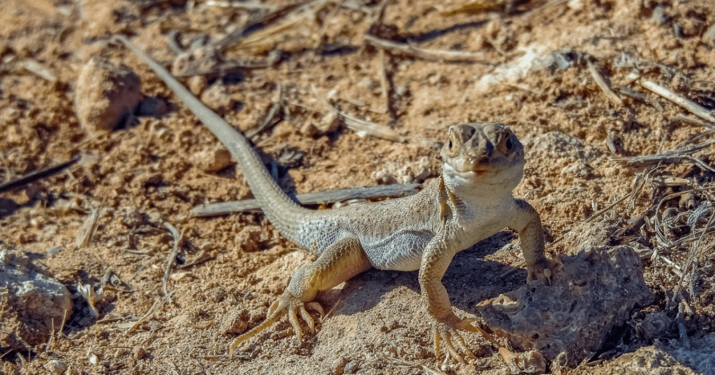 Animals in Desert Adaptations