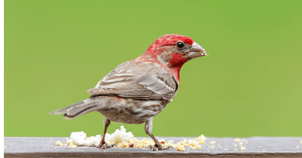 HOUSE FINCH: birds with redheads 