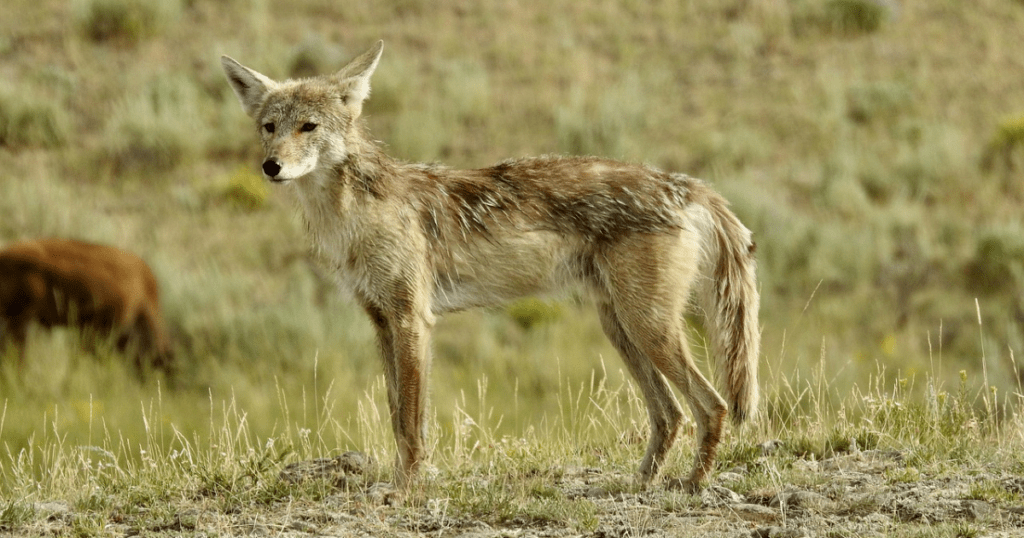 real picture of Coyotes
https://pixabay.com/images/search/coyotes/