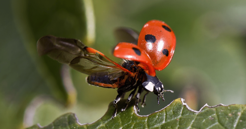  Ladybug: Arthopoda Animals 