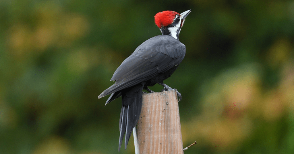 PILEATED WOODPECKER: birds with redheads 
