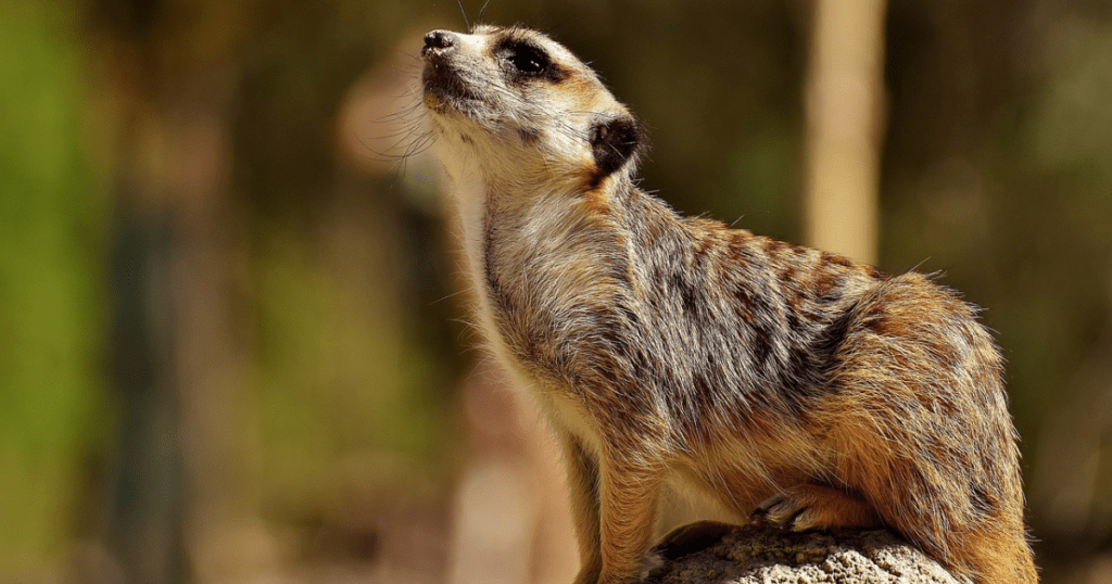 Close real picture of Meerkat
https://pixabay.com/images/search/meerkat/