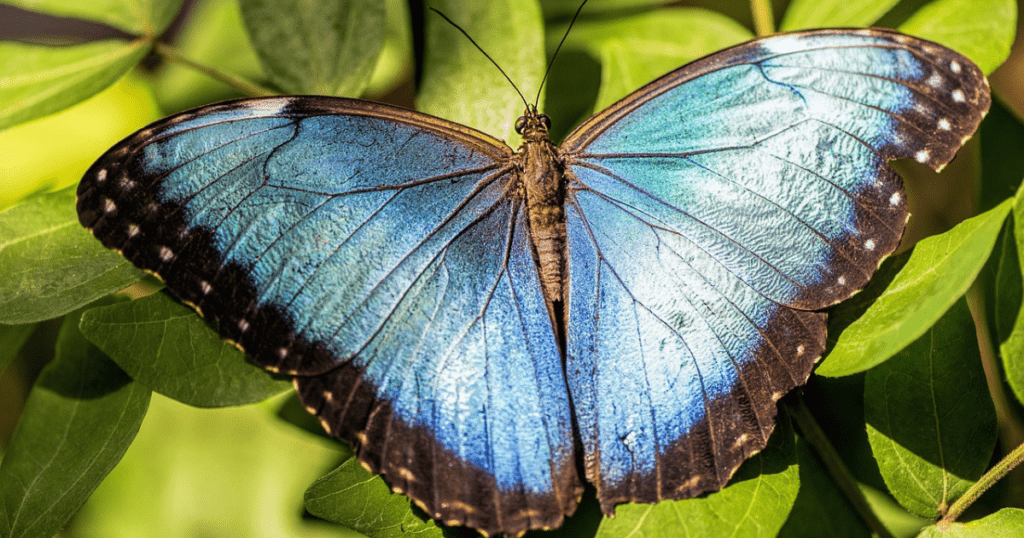Blue Morpho Butterfly: AR