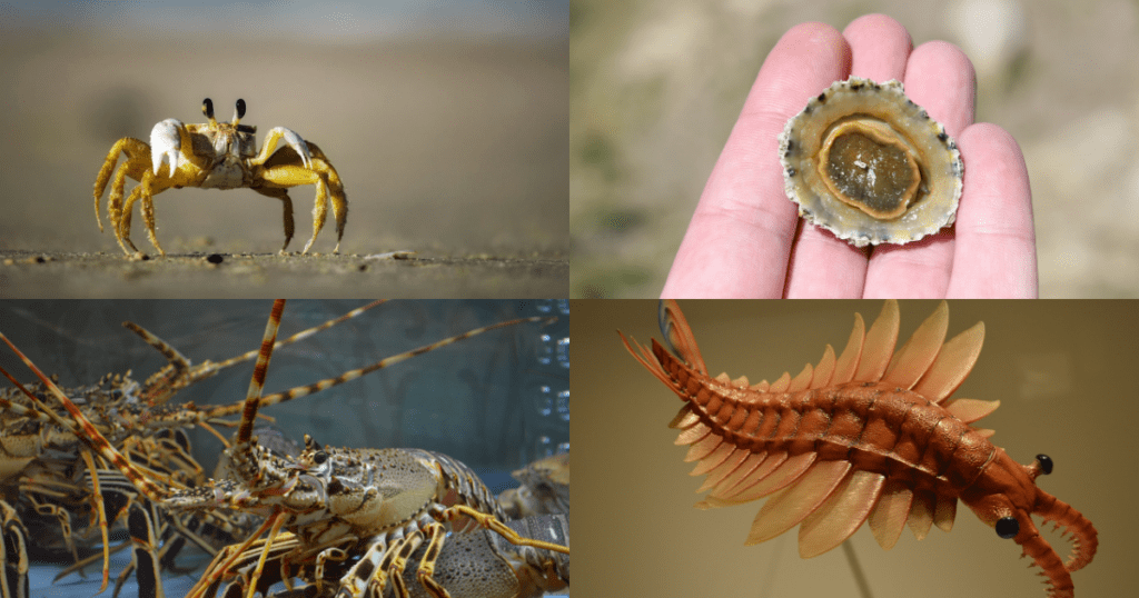 Arthropoda Animals Overview