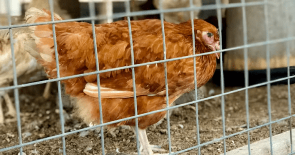Avian Influenza Symptoms Birds