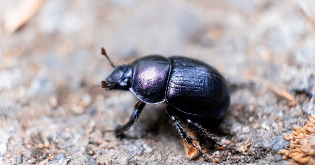 Dung Beetle: Arthropoda Annimals 