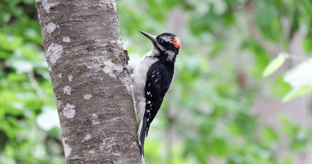 LADDER-BACKED WOODPECKER: birds with redheads 