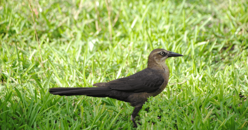 Great-Tailed Grackle Birds 