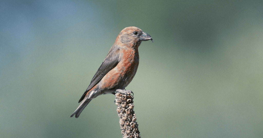 RED CROSSBILL: birds with redheads 