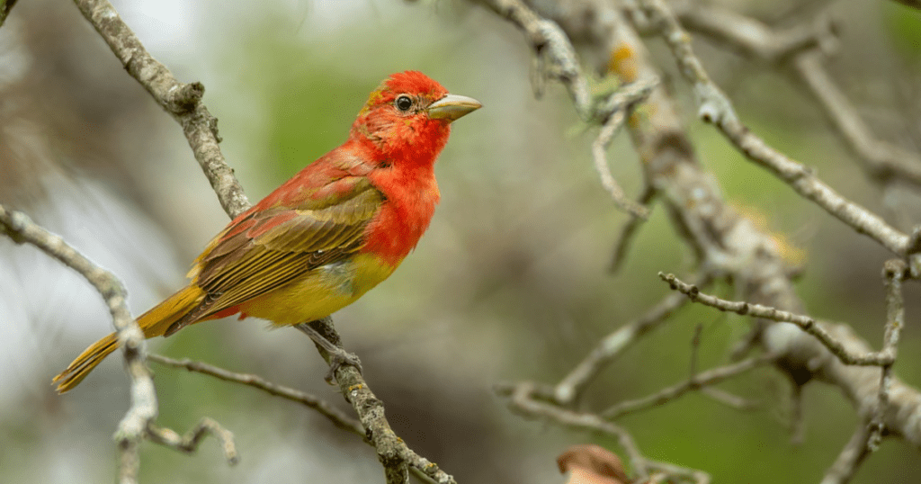 SUMMER TANAGER: birds with redheads 
