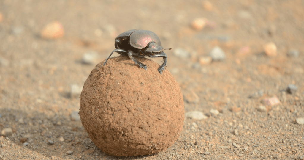Animals in Desert Adaptations