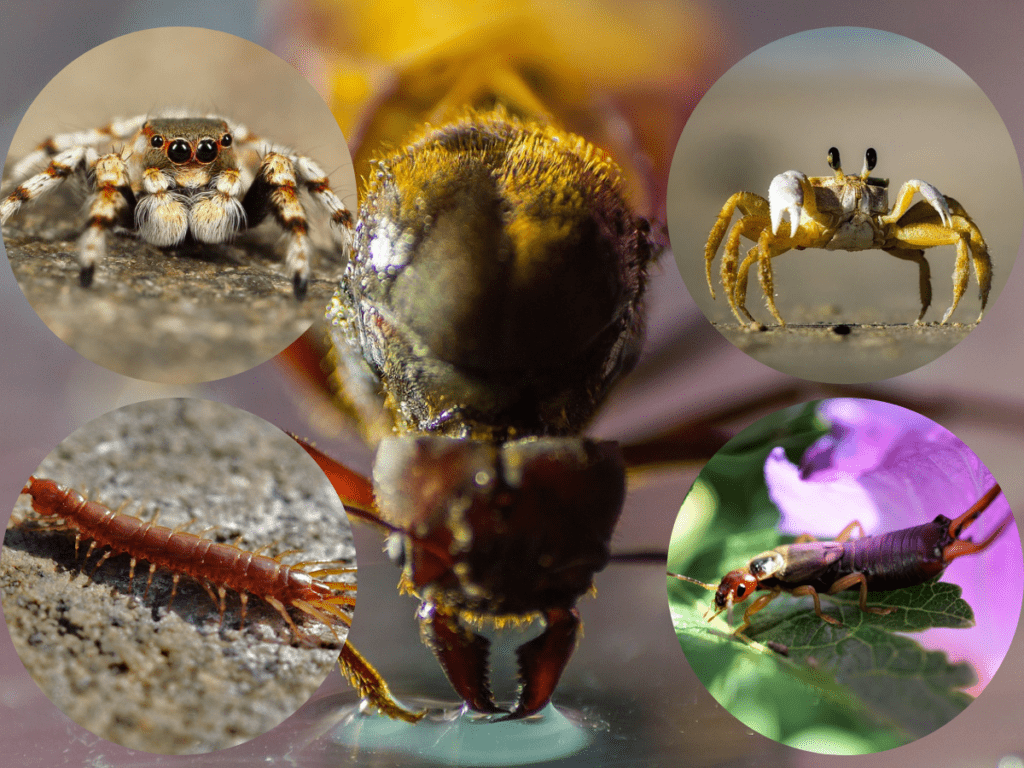 Arthropoda Animals