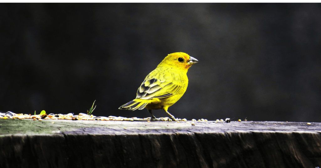 Canary bird image 
https://pixabay.com/images/search/canary%20bird%20/
