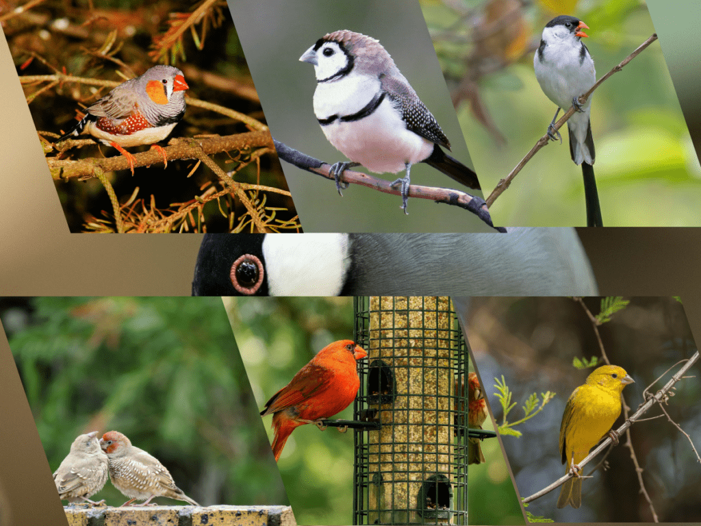 Different type of finches