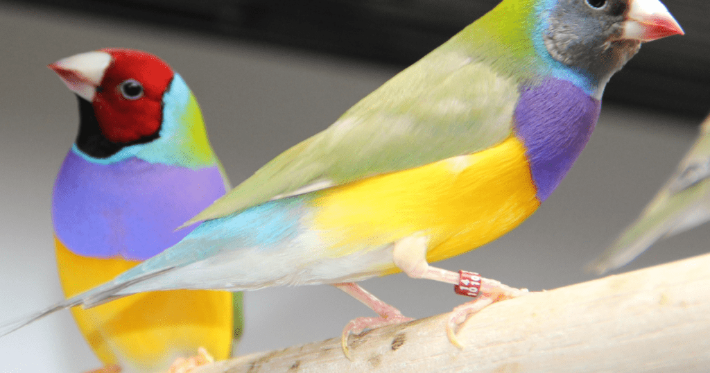 Gouldian Finch image 
https://pixabay.com/images/search/gouldian%20finch/