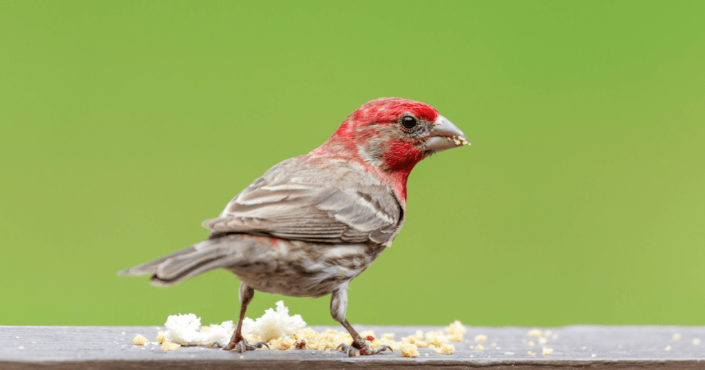 House Finch Image 