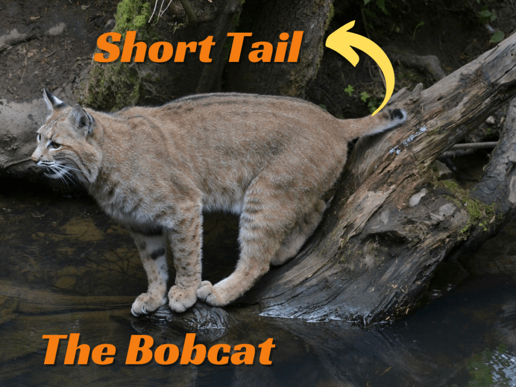 Bobcat tail