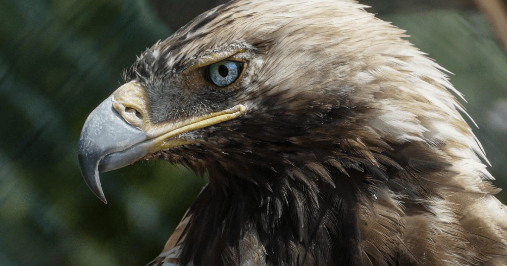 eagle eye
