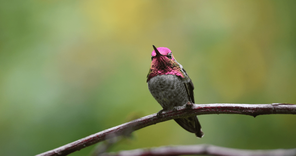 Amazing Hummingbird