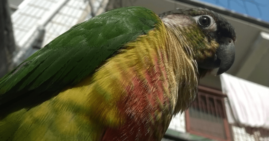 Green cheeked Parakeet 