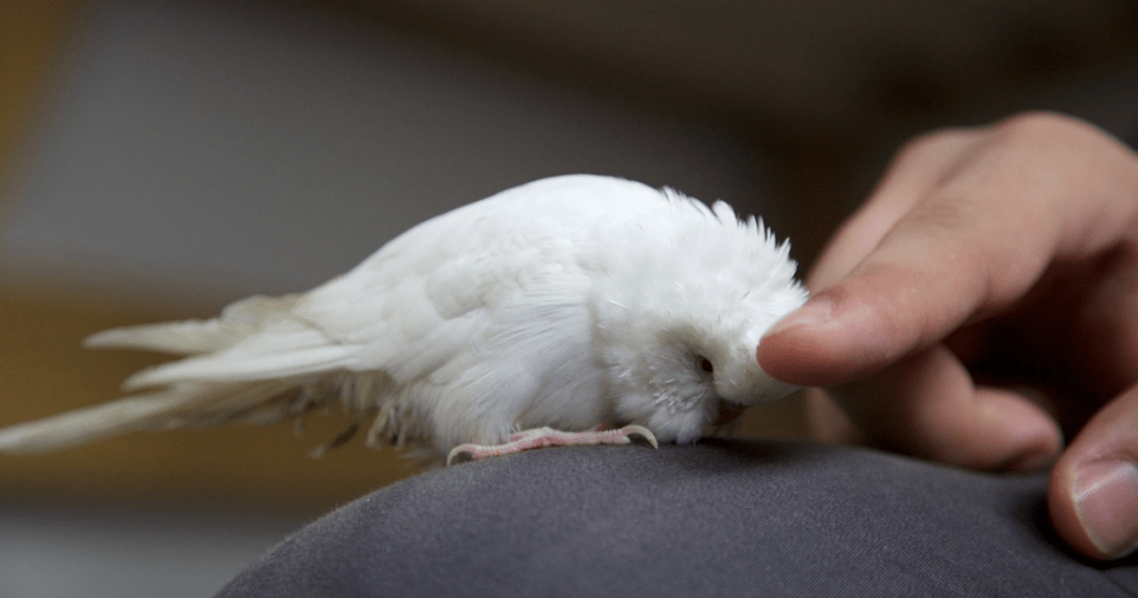 Small white parrot bird 
