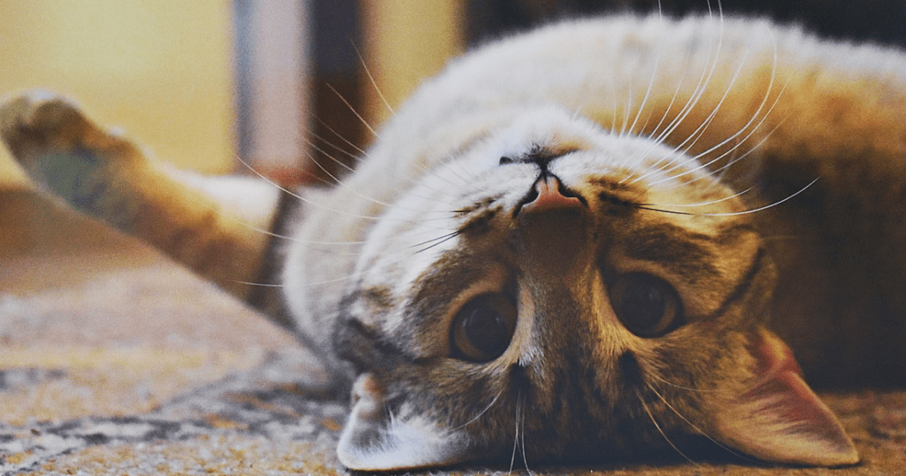 Turkish Angora cat