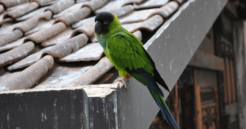 green cheeked Parakeet 