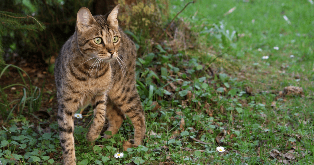 Bengal cat

