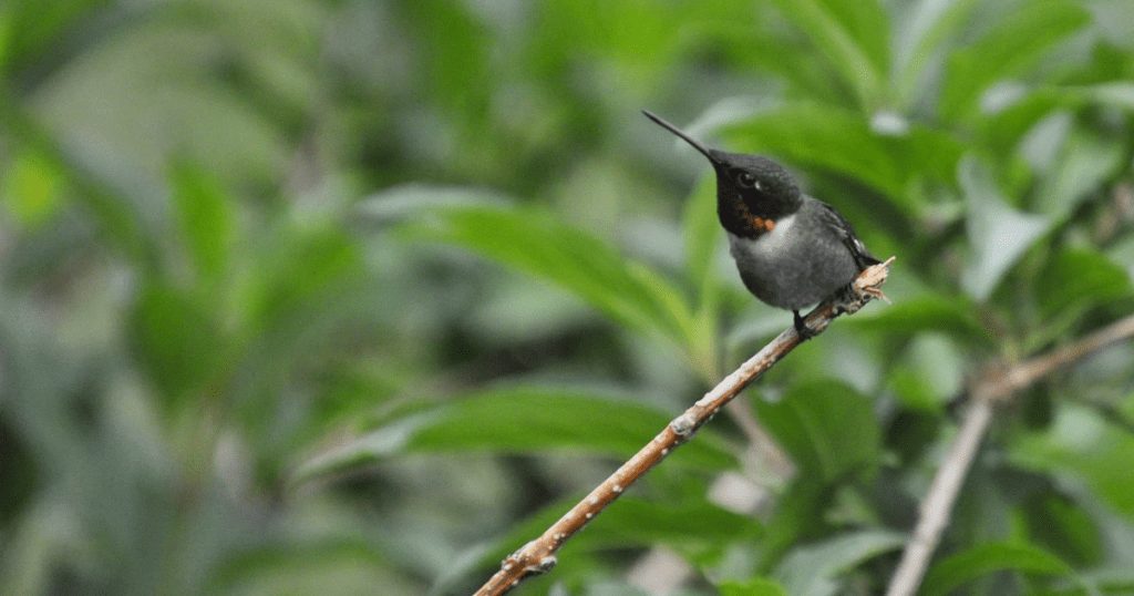 Hummingbird bird
