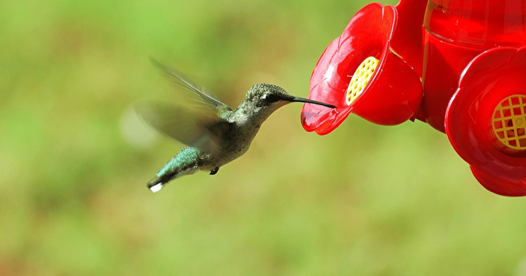 beautiful Hummingbird