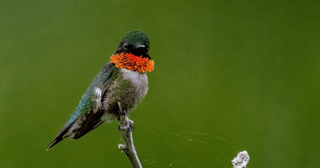 red throat Hummingbird