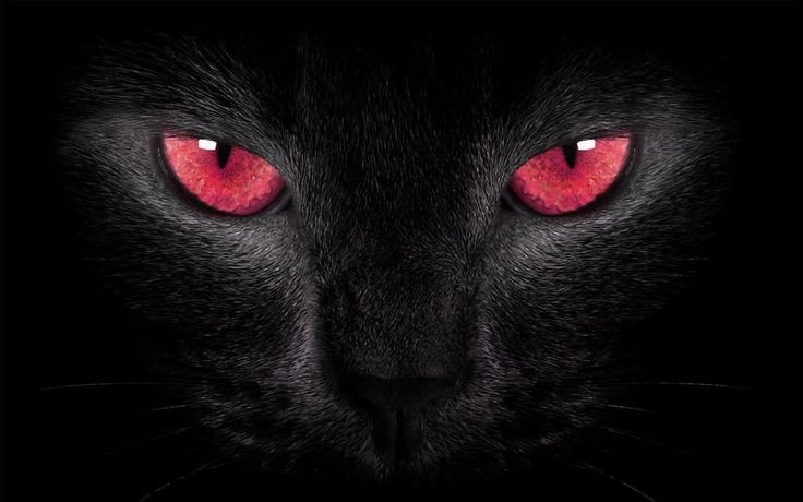 cat eyes are red